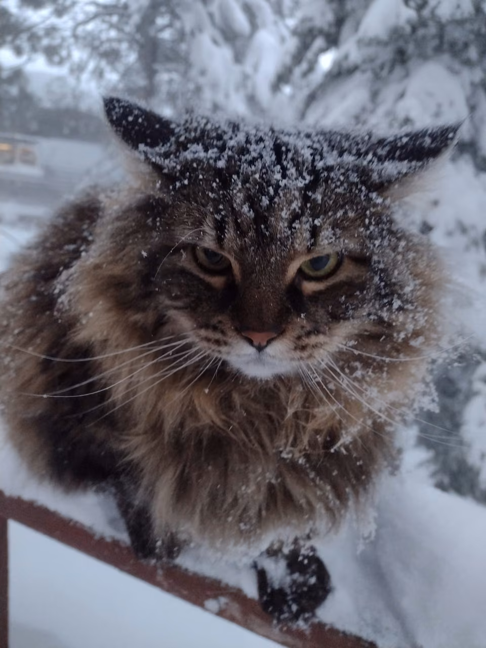Wildlife, snow, ice, Hokkaido, Japan