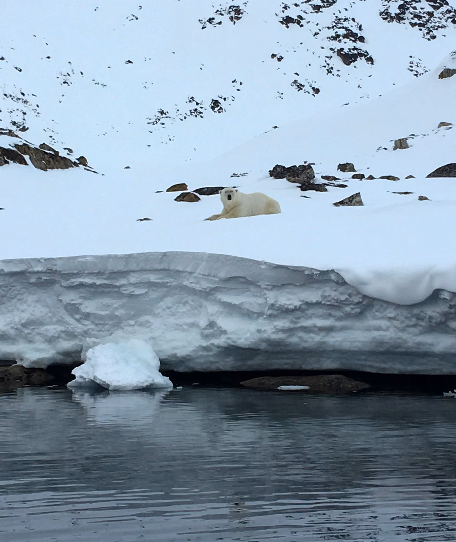 A polar bear resting on a snow bank above the fjord