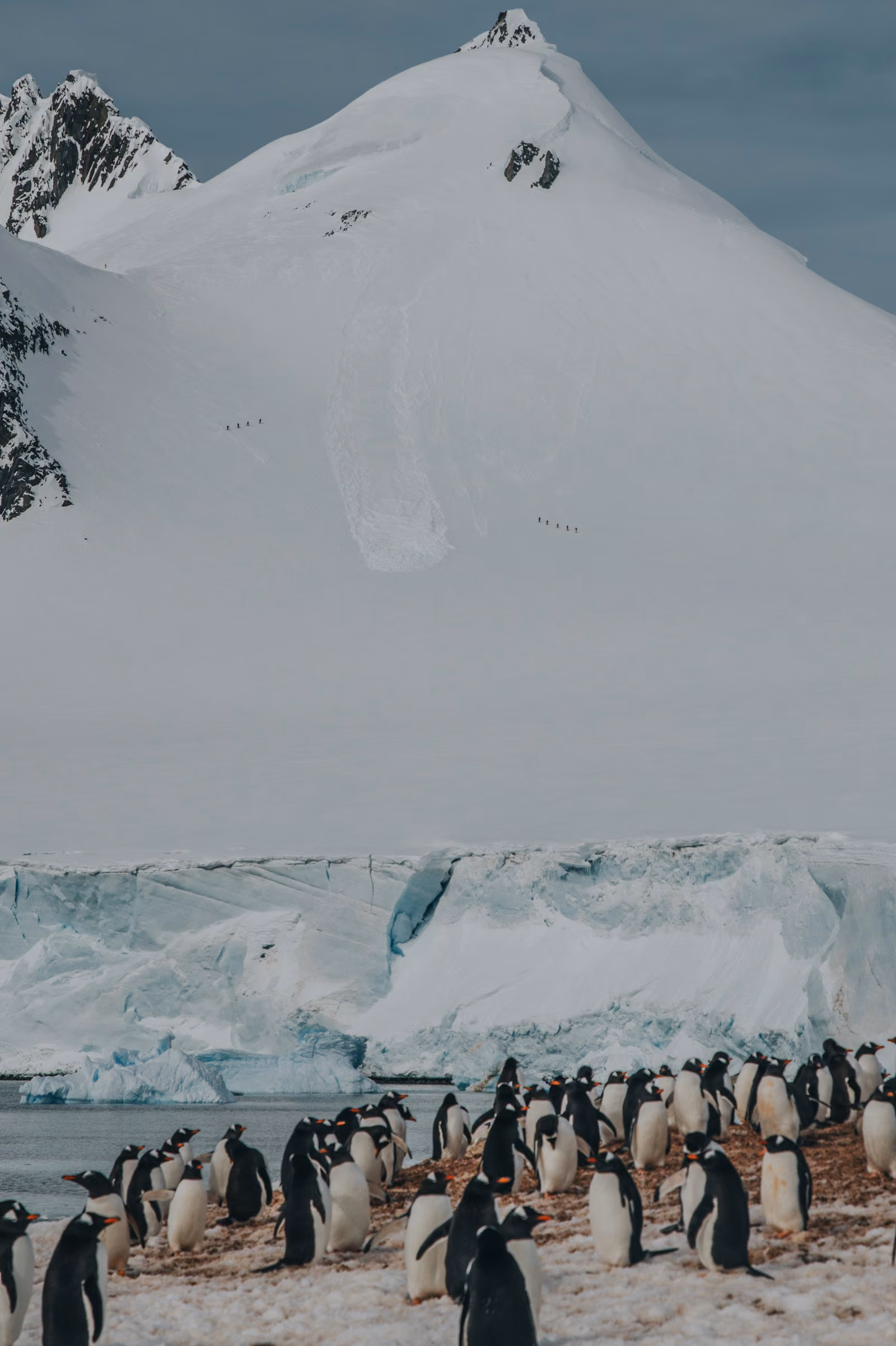 Wildlife, ice, snow, Antarctic Peninsula