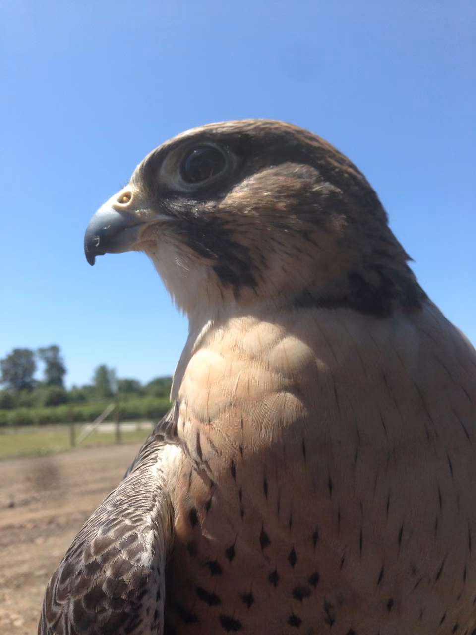 Wildlife, sky, Portland, Oregon