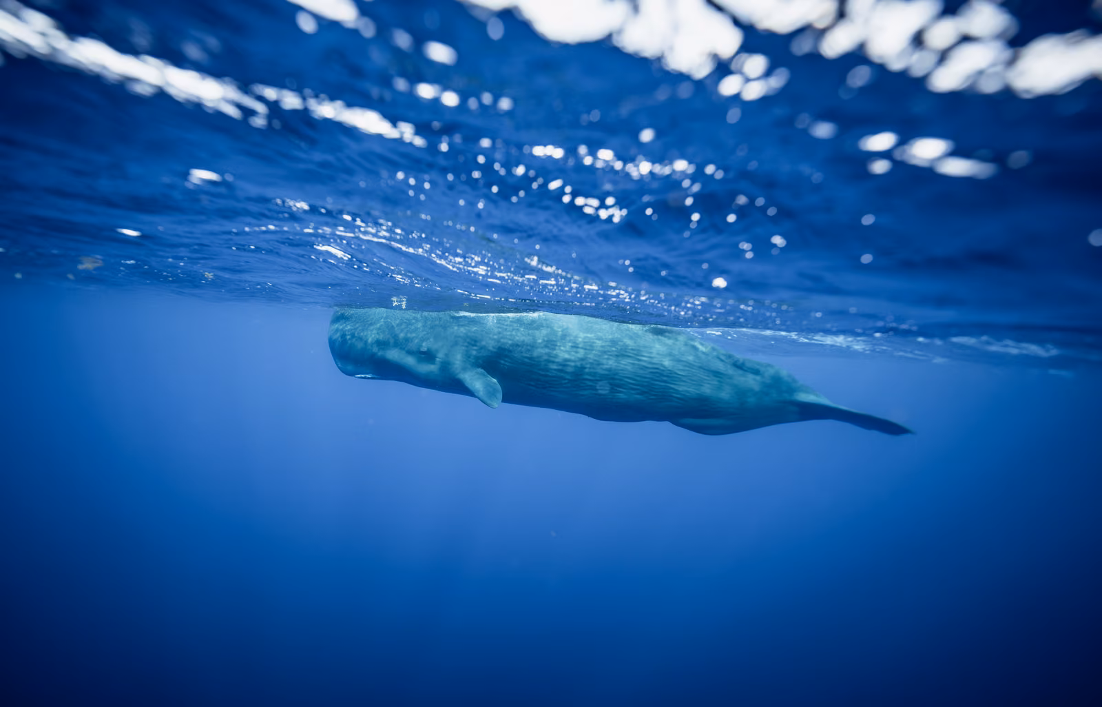 Wildlife, Antigua and Barbuda