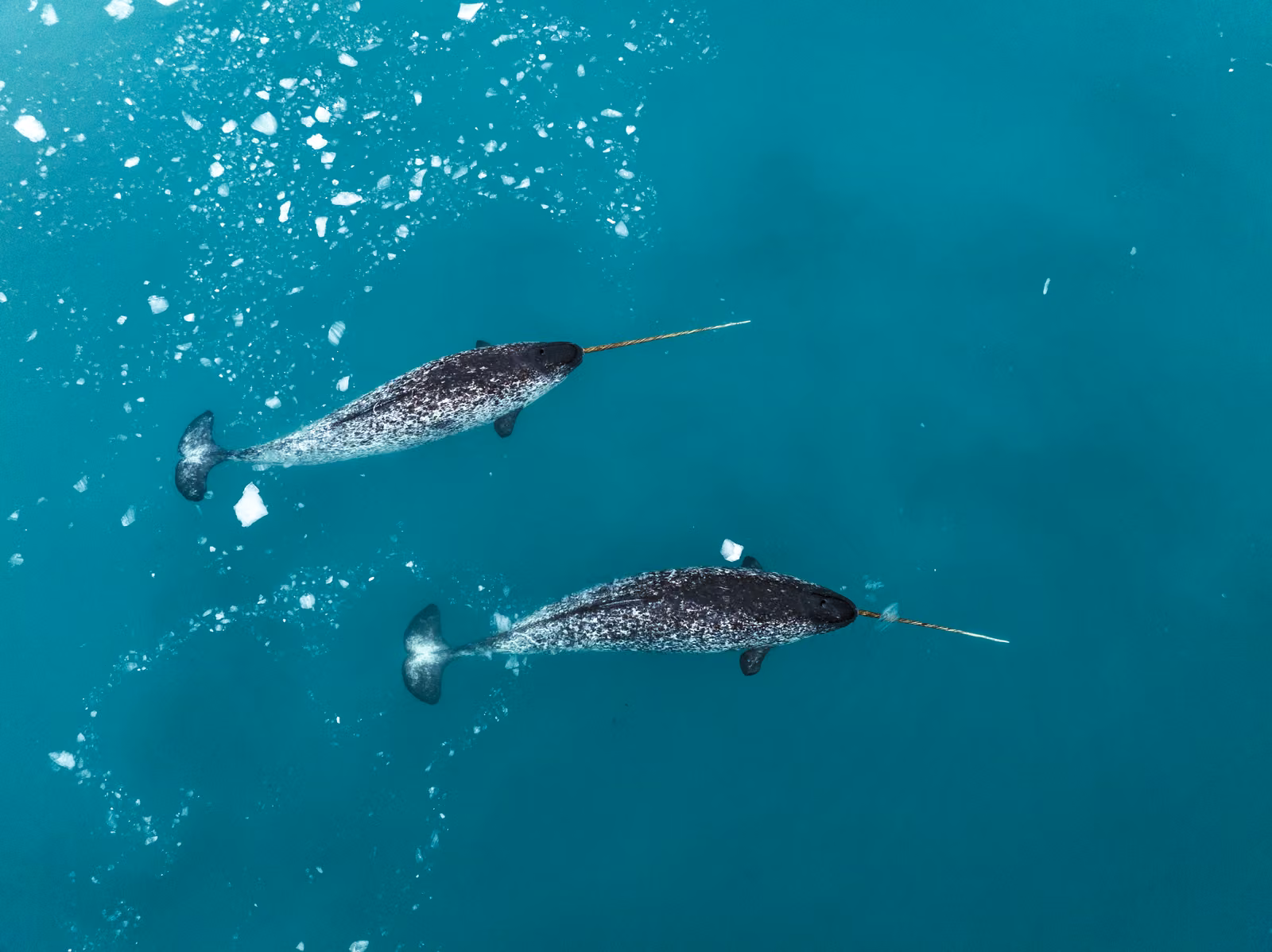 Underwater, Northwest Passage, Nunavut