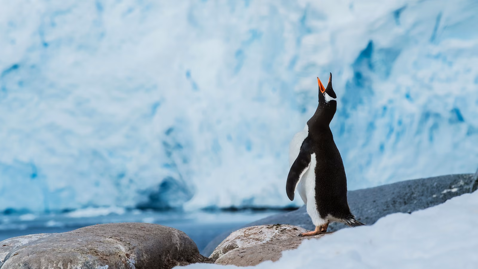 Wildlife, rock, ice, Antarctic Peninsula