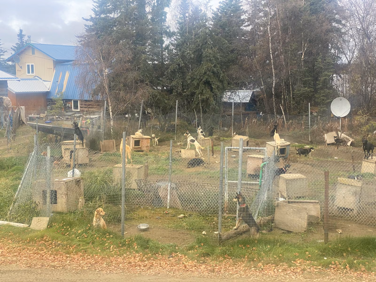 A sled dog yard on the edge of a village in interior Alaska