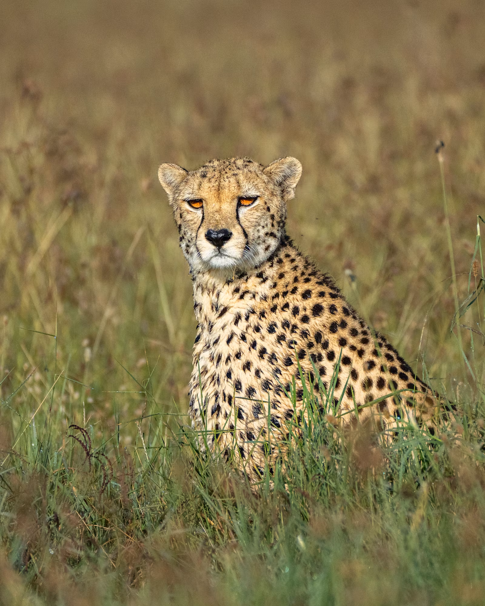 Wildlife, Laikipia, Kenya