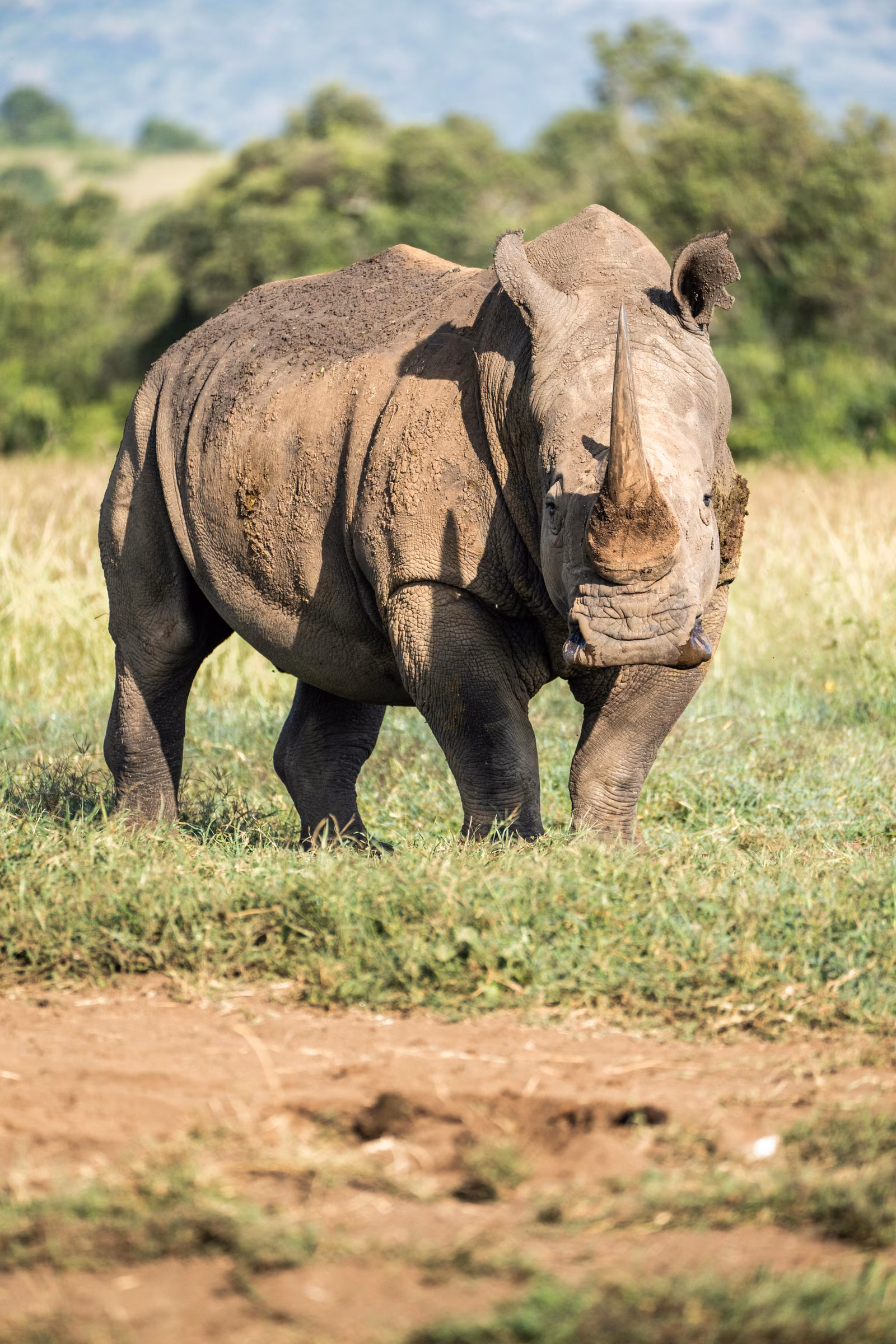 Wildlife, Laikipia, Kenya