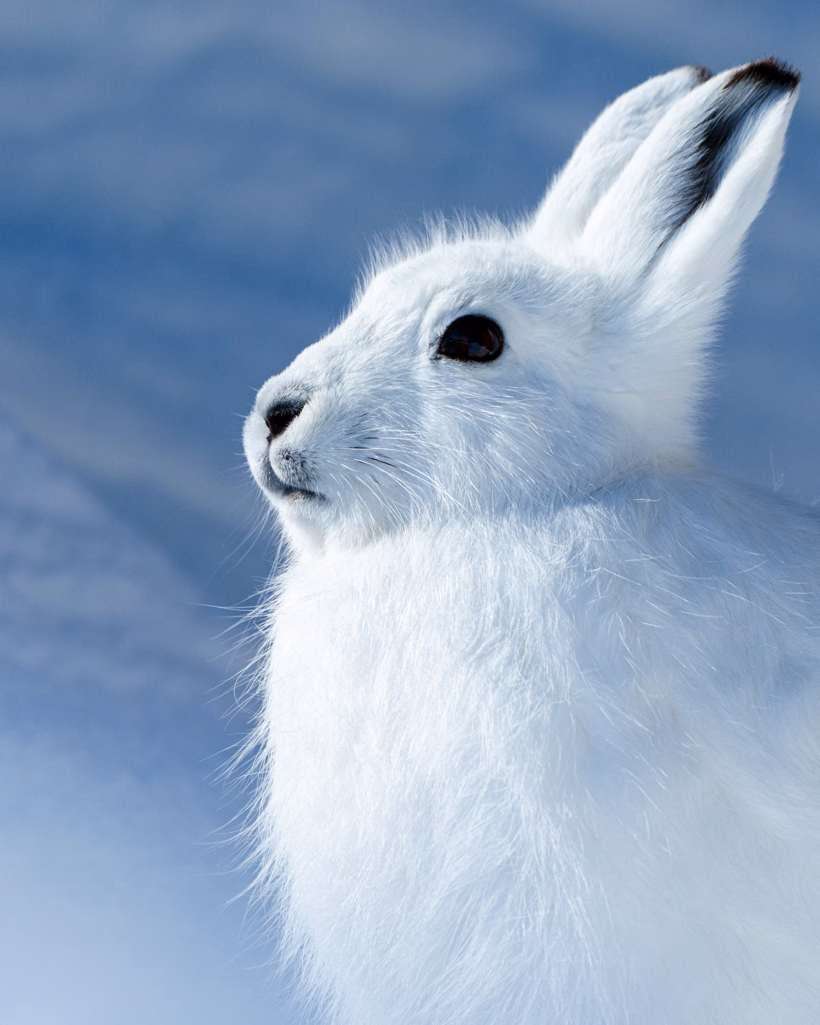 Wildlife, Nuuk, Greenland