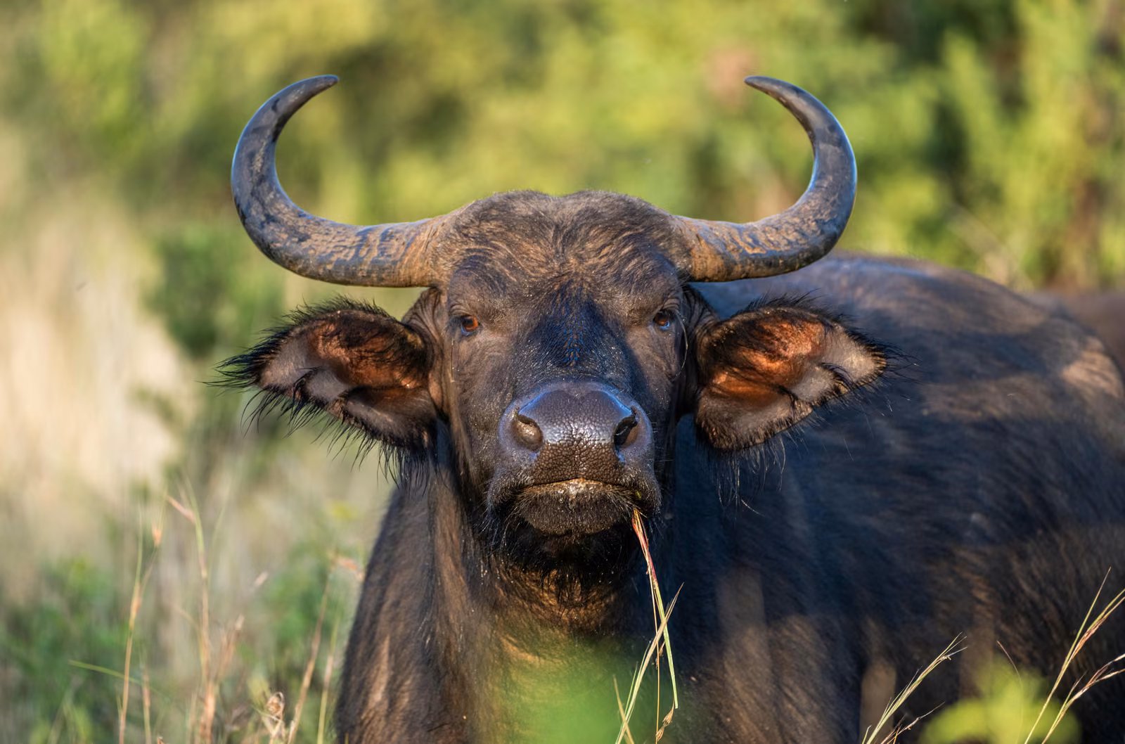 Photograph, Laikipia, Kenya