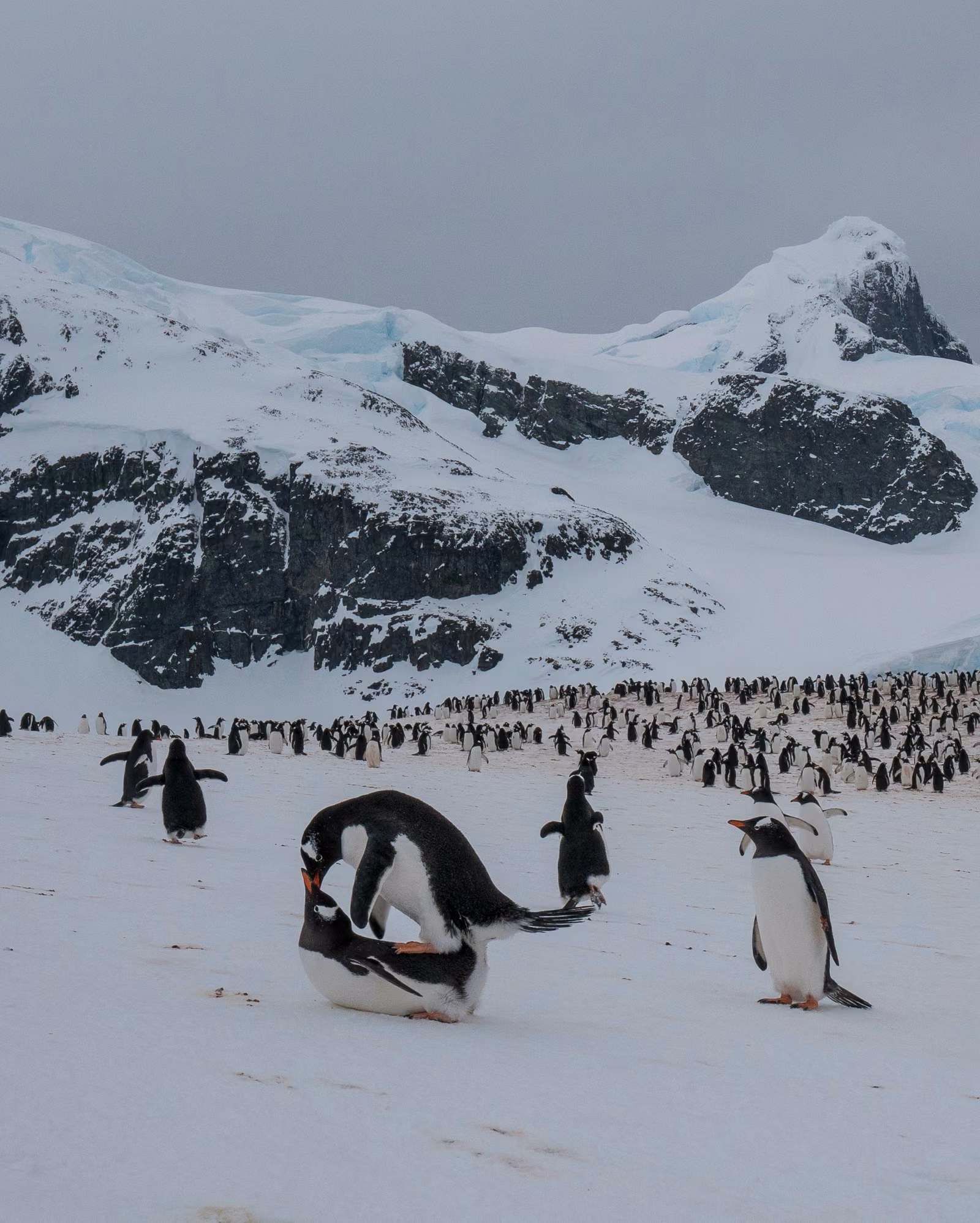 Wildlife, snow, ice, Antarctic Peninsula