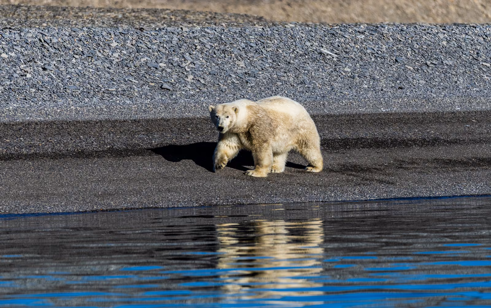 Wildlife, Northwest Passage, Nunavut