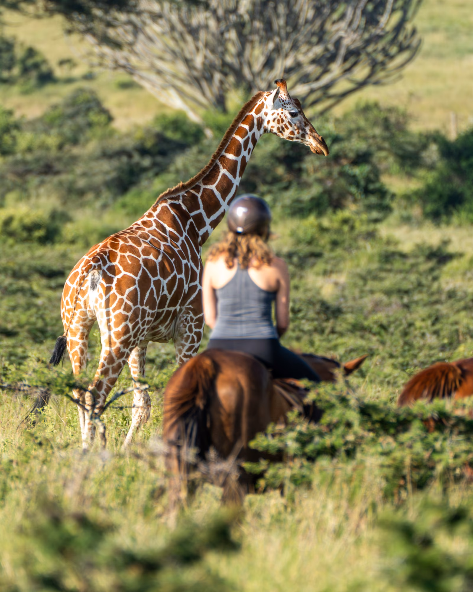 People with wildlife, Laikipia, Kenya