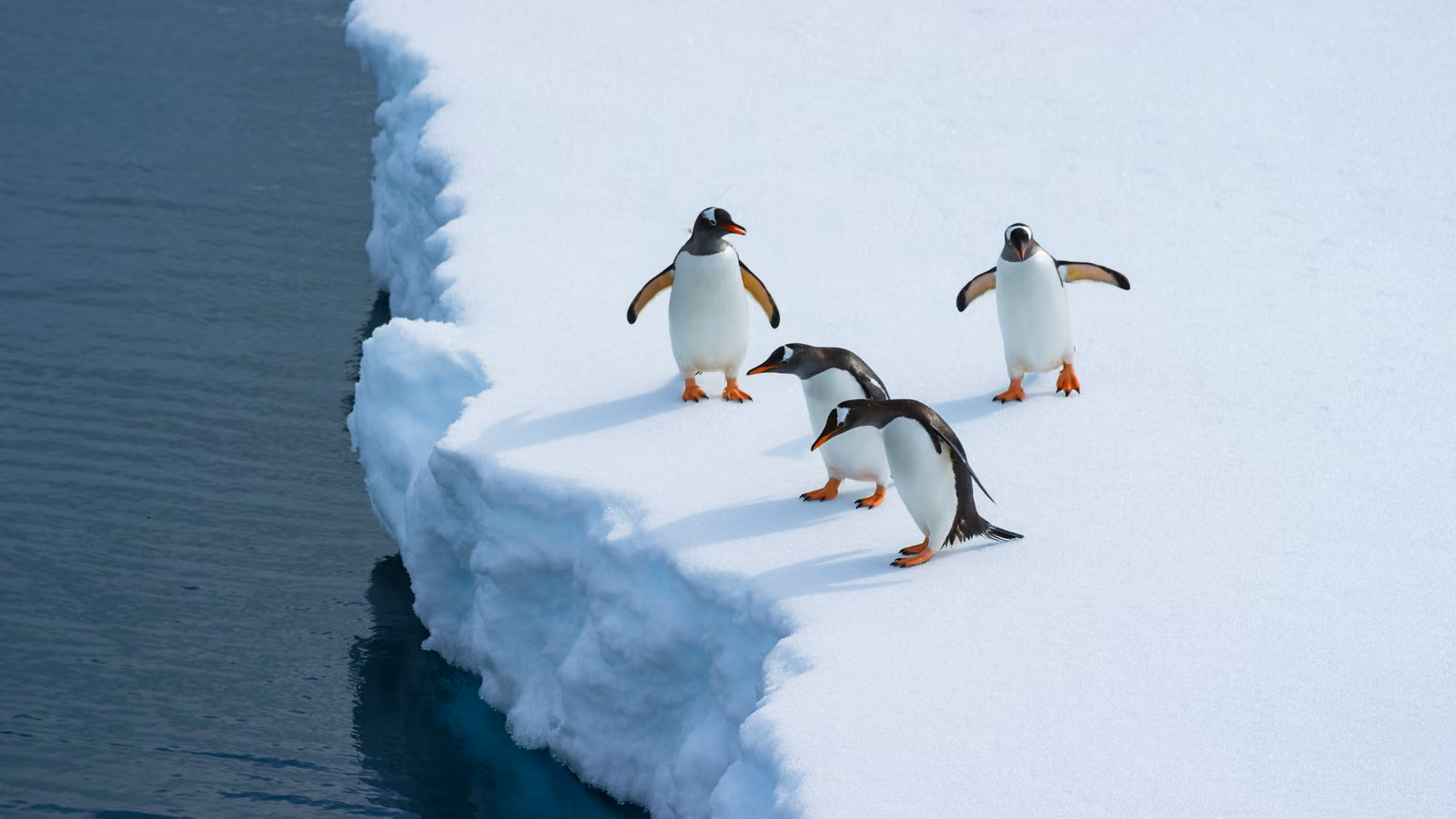 Wildlife, Antarctic Peninsula