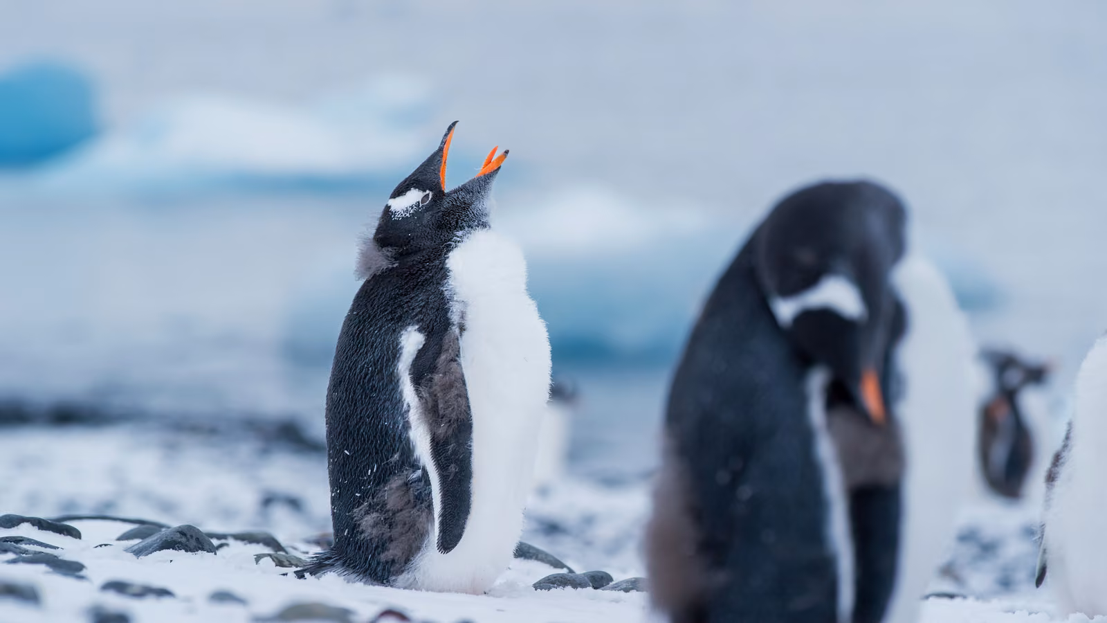 Wildlife, snow, ice, Antarctic Peninsula